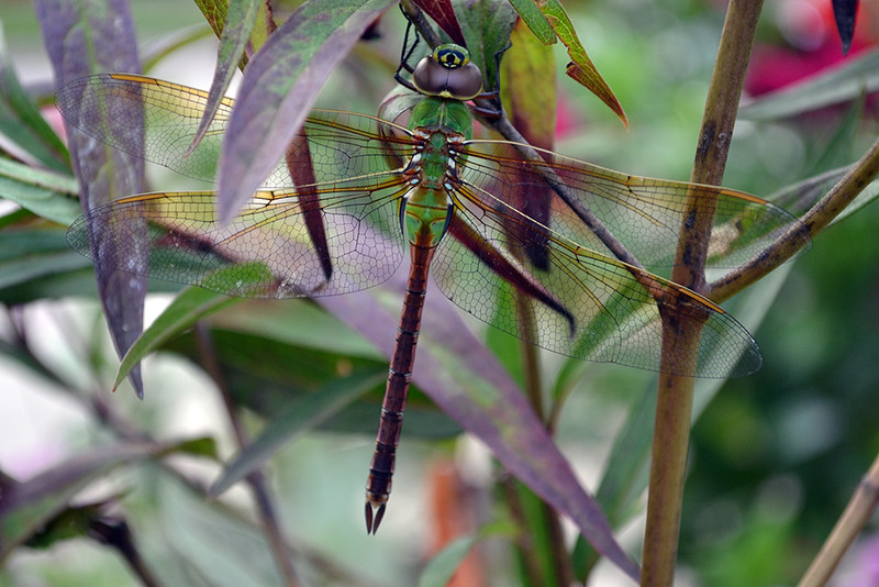 green darner dragonfly on a plant